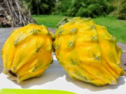 Yellow Pitahaya, Size 6 and 8 heads difference.