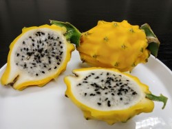 Pitahaya Yellow, an Exotics fruits from its origins of Ecuador and Colombia