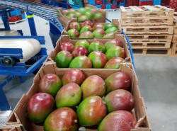The famous variety of Kent Mango from Peru. Extraordinary outlook fits Chinese traditional 
