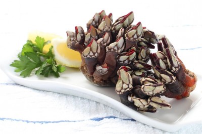 Delicacy Gooseneck Barnacles, also named Percebe in Peru, Spain and Portugal