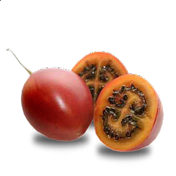 Tamarillo (Tree Tomato)