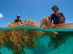 Farming water in Sabah, Malaysia