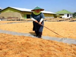 Farming in Sabah, malaysia