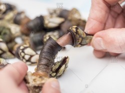 Gooseneck barnacle.also named Percebe, cut-out shell