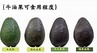 Avocado Maturity Stage