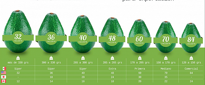 Avocado Calibers Classifications Standards